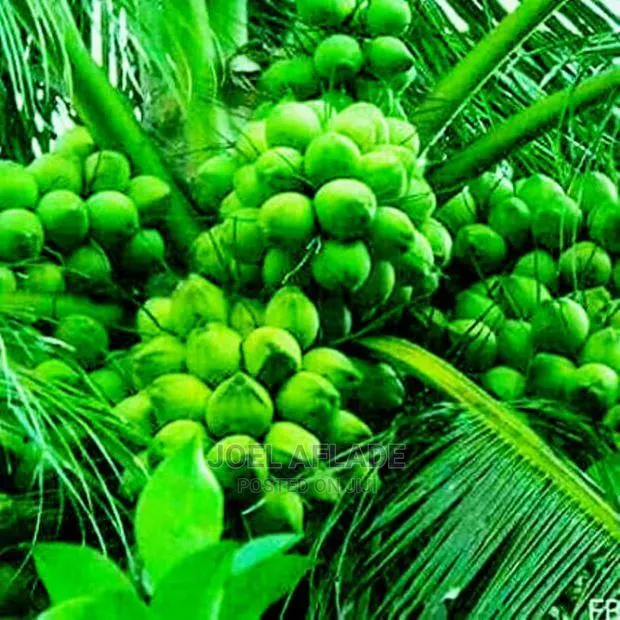 Buy Dwarf Coconut Seedings · Photo 1
