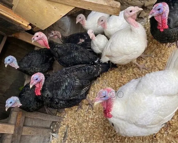 Healthy, Heavy, and Well-Matured Live Turkeys Available for Sale. · Photo 1