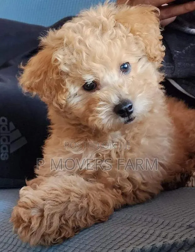 1-3 months Female Purebred Poodle · Photo 1