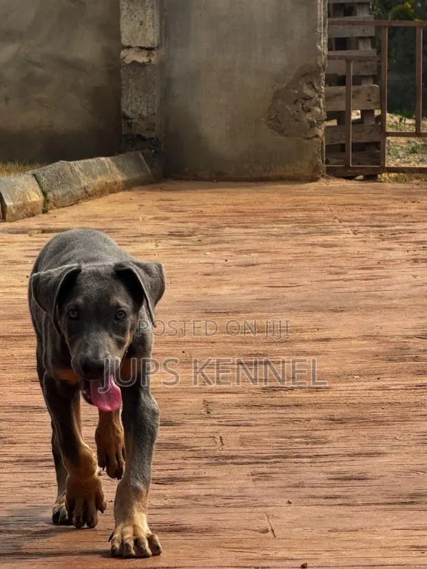 1-3 months Male Purebred Doberman Pinscher · Photo 1