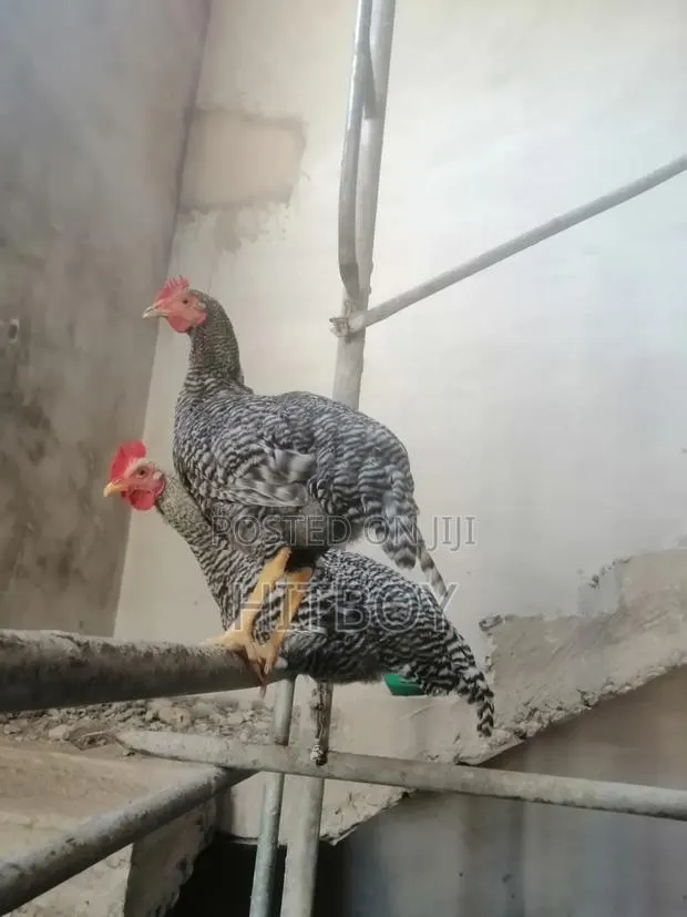 Full Grow Chicken · Photo 3