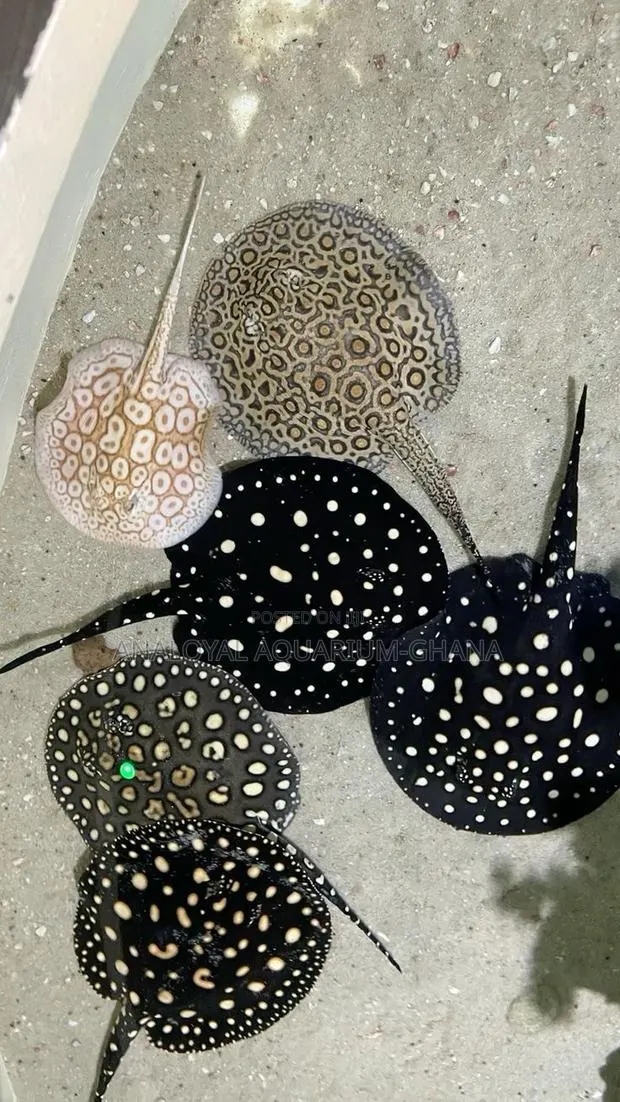 Freshwater Stingrays · Photo 1