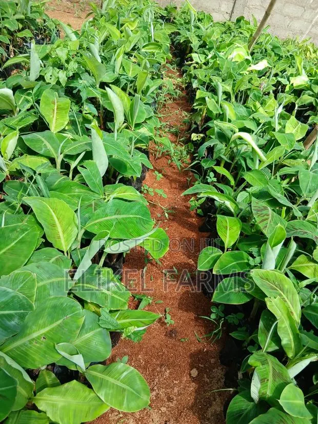 Organic Plantain and Banana Seedlings for Sale.Only Bulk Purchase · Photo 1