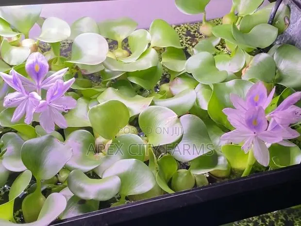 Transform Your Pond Aquarium With Live Water Hyacinth · Photo 4