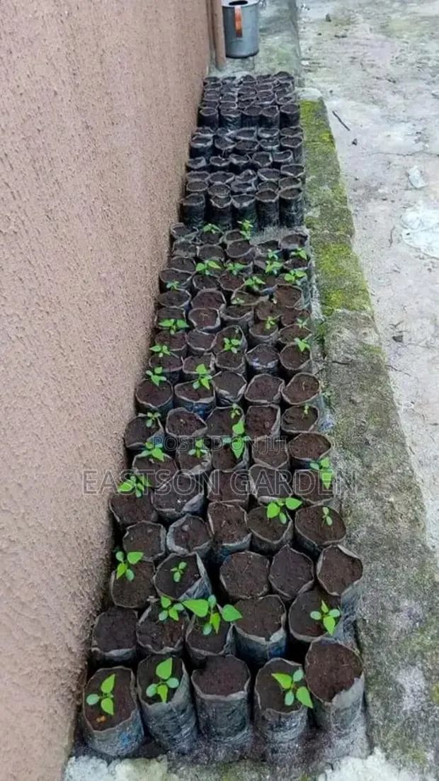 Dwarf Pawpaw Seedlings · Photo 3