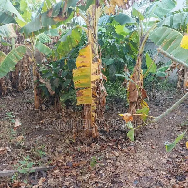 Land for Sale at New Legon 120 X 35 · Photo 1