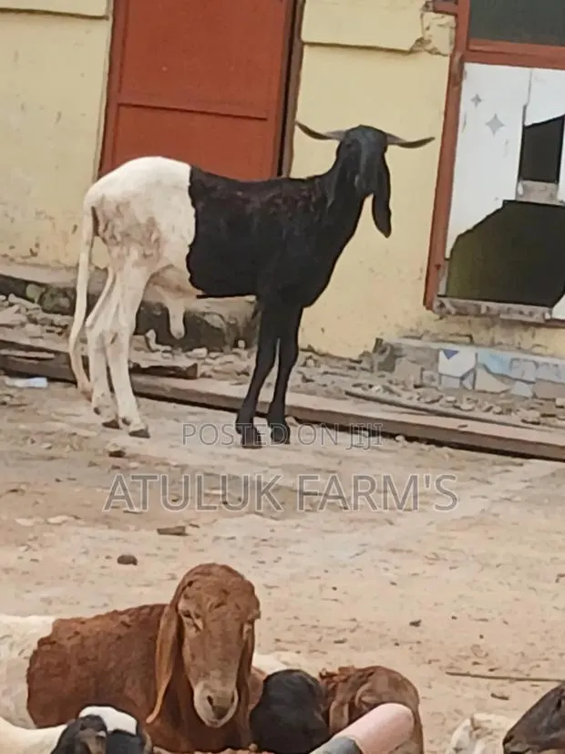 Healthy Ram · Photo 1