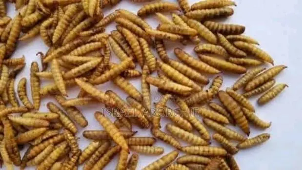 Black Soldier Fly Maggots, Pupae, Eggs,Love Net, Organic Fertiliser · Photo 3