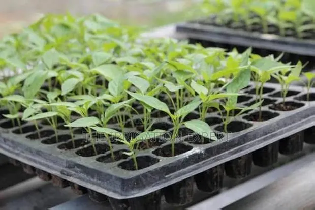 50 Cell/Hole Seed Tray · Photo 1