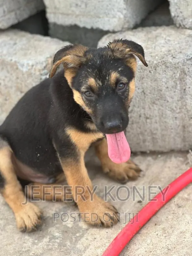 1-3 months Male Purebred German Shepherd · Photo 1