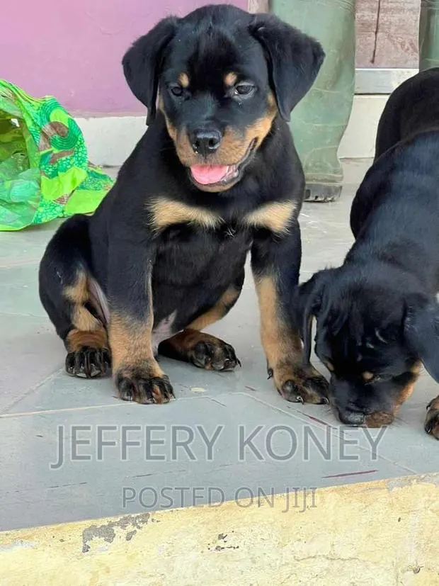 1-3 months Male Purebred Rottweiler · Photo 1
