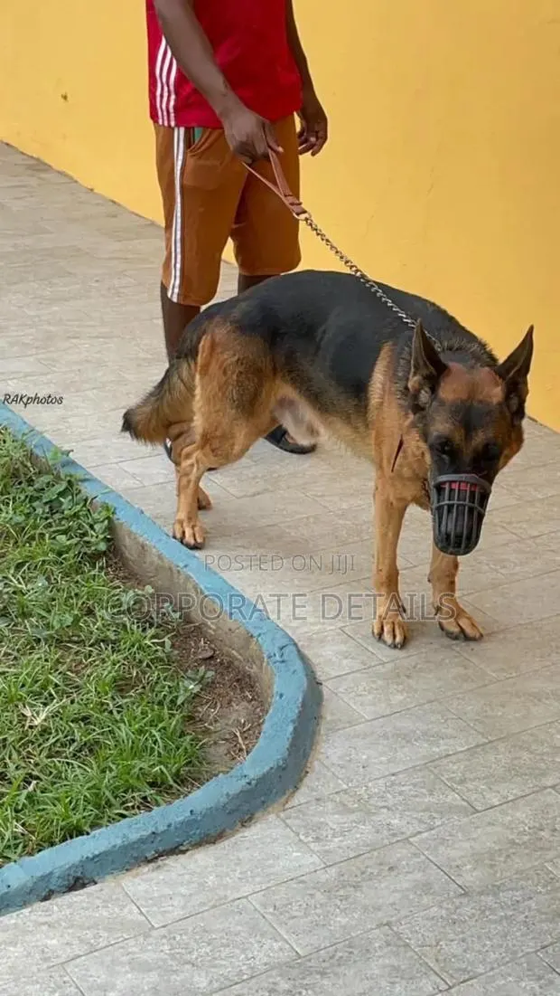 1+ year Male Purebred German Shepherd · Photo 1
