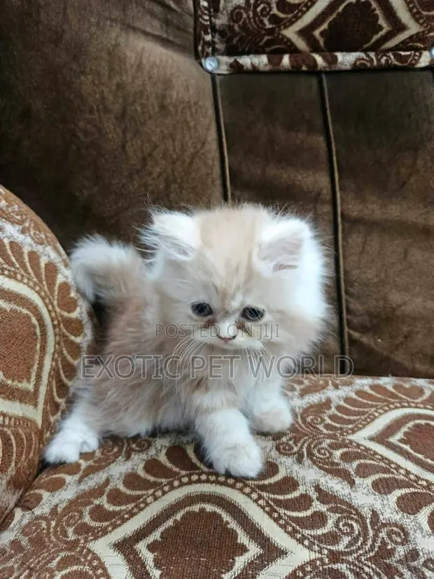 1-3 months Female Purebred Persian · Photo 1