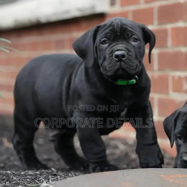 1-3 months Male Purebred Boerboel · Photo 1