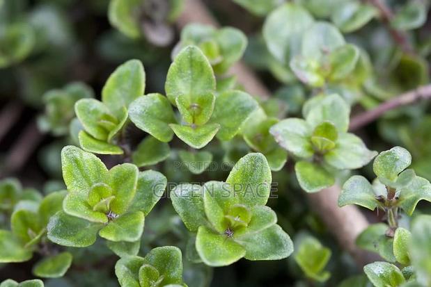 Thyme Seedlings · Photo 2
