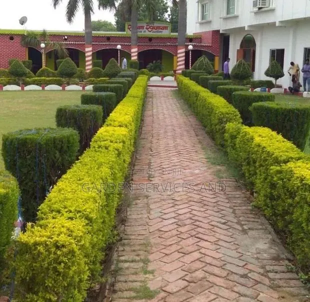 Yellow Top for Your Hedges · Photo 1