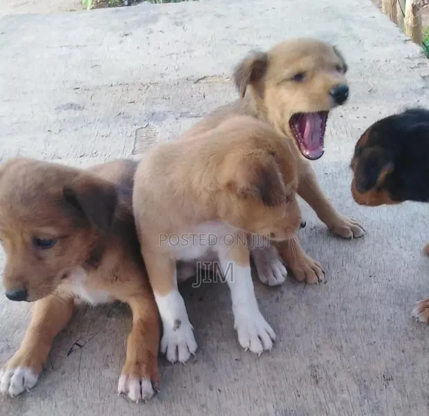 Local Dogs for Sale · Photo 1
