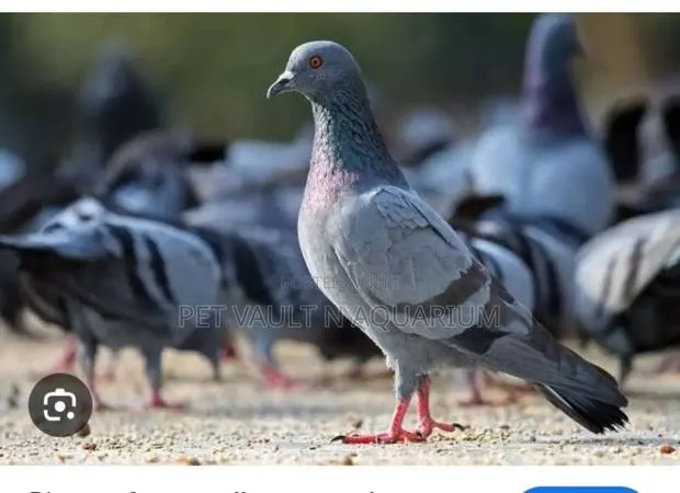 Male Doves · Photo 1