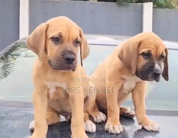1-3 months Female Purebred Boerboel · Photo 1