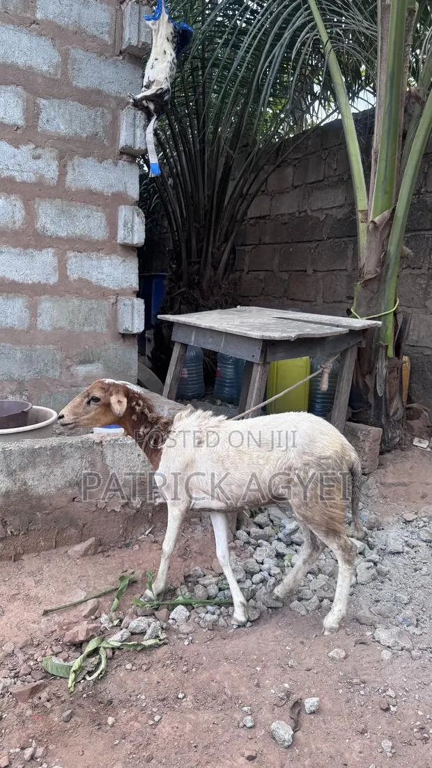 Big Female Sheep · Photo 1