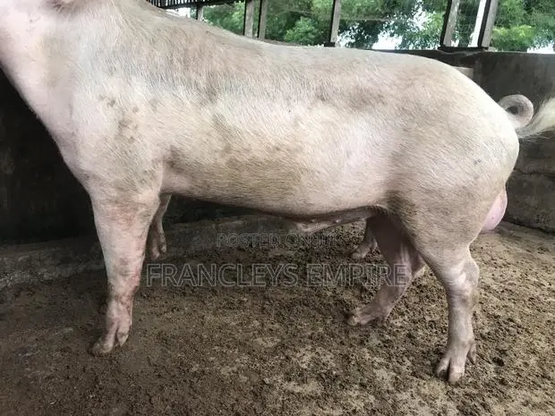 Price to Cross Your Female Pigs. Pure Breed Boar · Photo 1