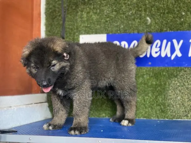 1-3 months Female Purebred Caucasian Shepherd · Photo 1