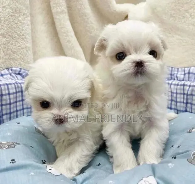 1-3 months Male Purebred Poodle · Photo 1