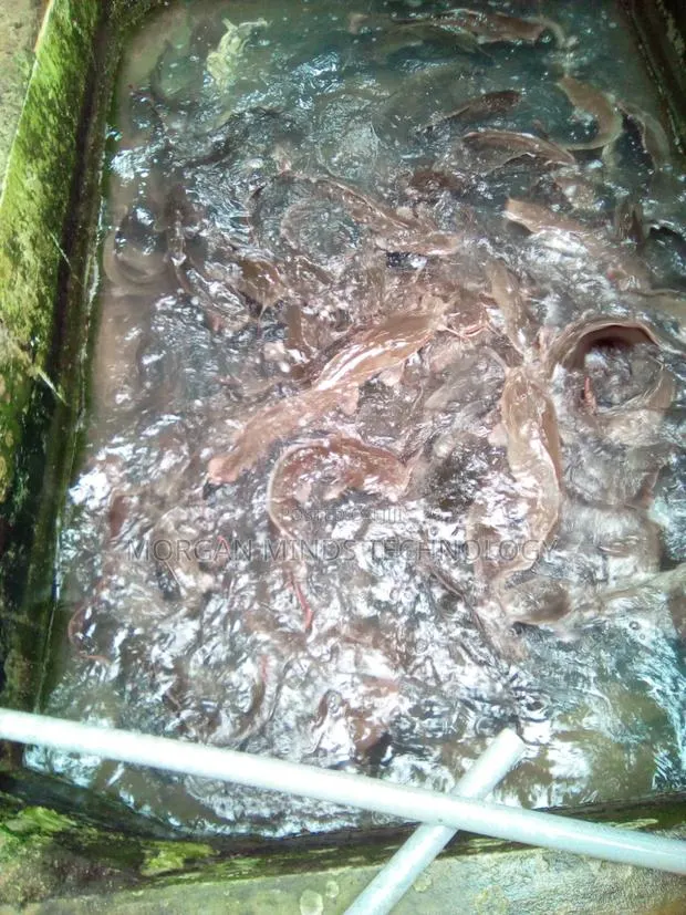 Cat Fish Production · Photo 1