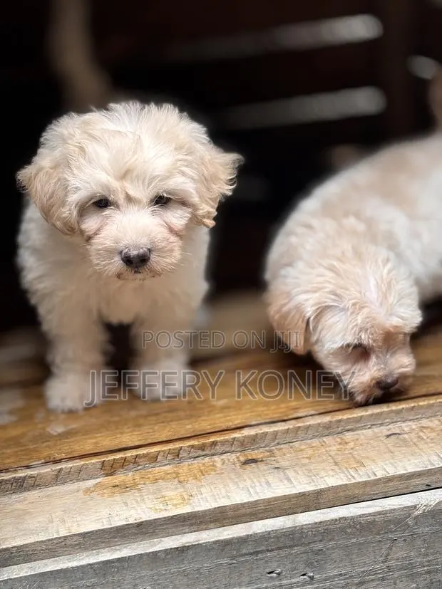 1-3 months Male Purebred Poodle · Photo 1