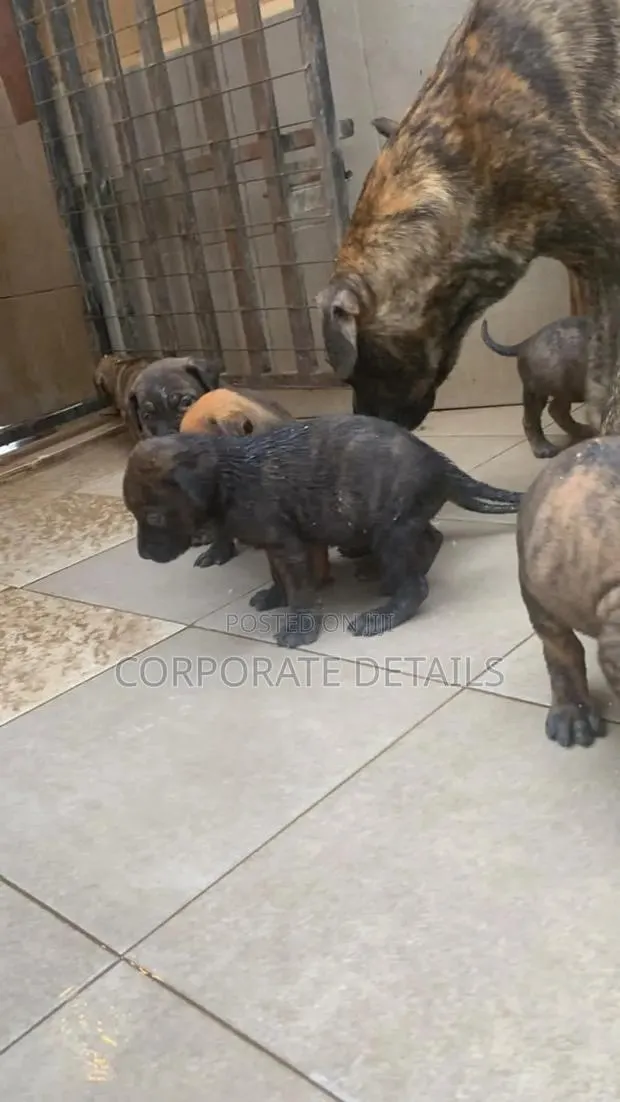 1-3 months Female Purebred Boerboel · Photo 1