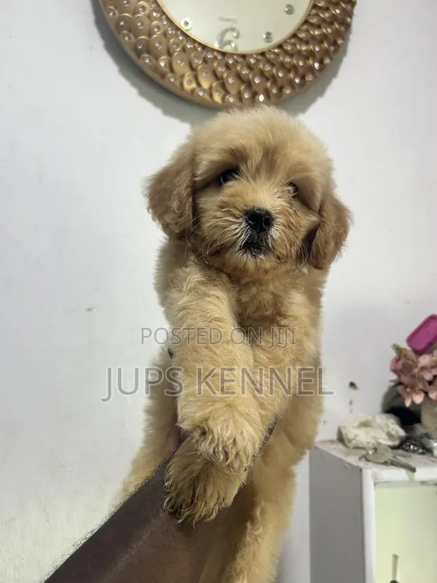 1-3 months Female Purebred Poodle · Photo 1