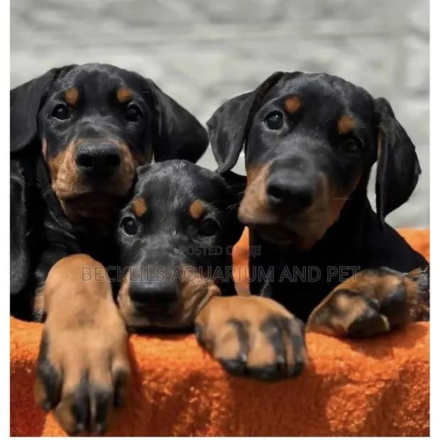 1-3 months Female Purebred Doberman Pinscher · Photo 1