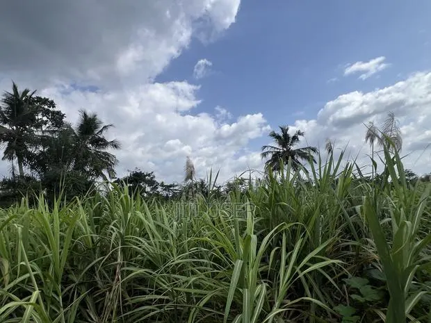 Raw Harvested Sugar Cane for Sale · Photo 1