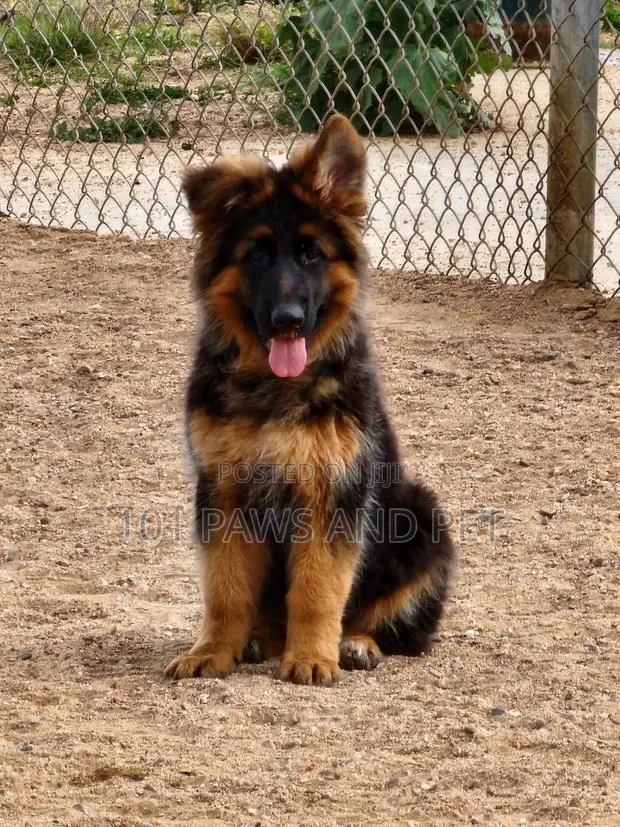 3-6 months Male Purebred German Shepherd · Photo 1