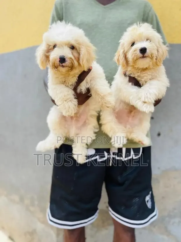 1-3 months Male Purebred Maltese · Photo 1