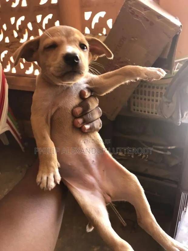1-3 months Male Purebred Dog · Photo 1