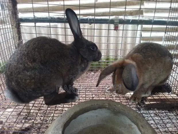 Rabbits for Sale · Photo 1