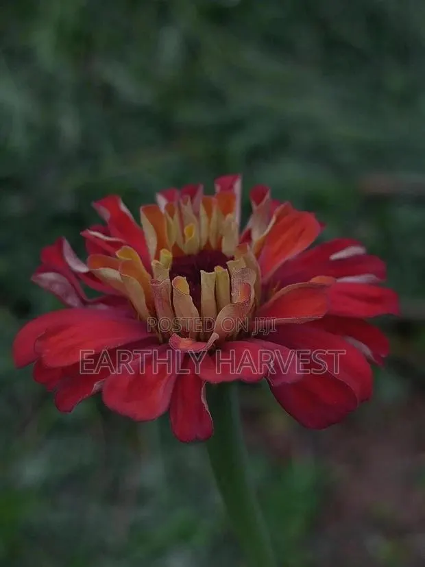 Zinnia Flower Seeds - European Species · Photo 1