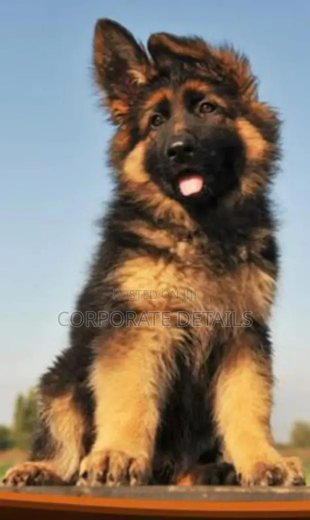 1-3 months Female Purebred German Shepherd · Photo 1