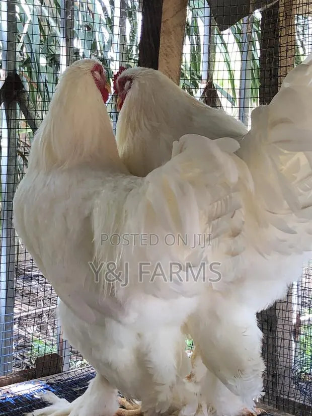 Pure White Belgian Brahma · Photo 1