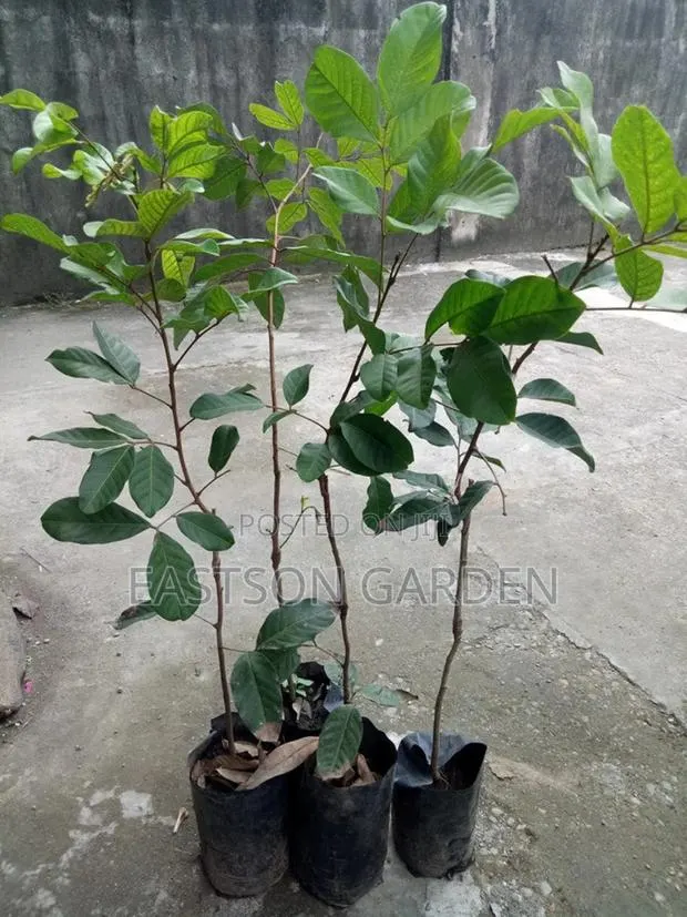 Rambutan Seedlings for Sale · Photo 2