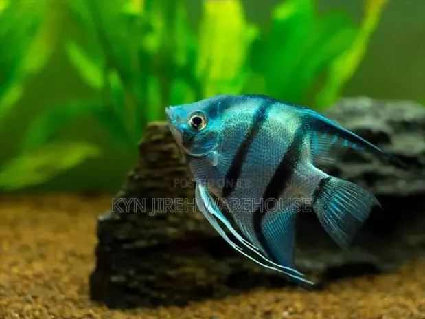 Aquarium Angel Fish · Photo 1