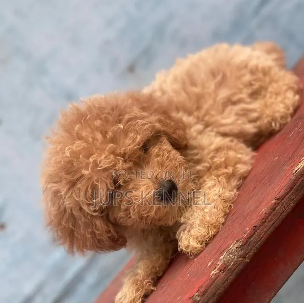 1-3 months Female Purebred Poodle · Photo 1