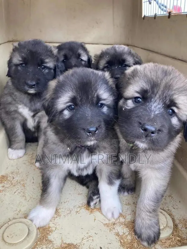 1-3 months Female Purebred Caucasian Shepherd · Photo 1