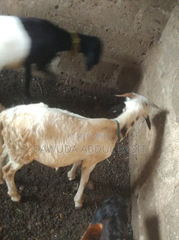 The Animals Seller · Photo 1