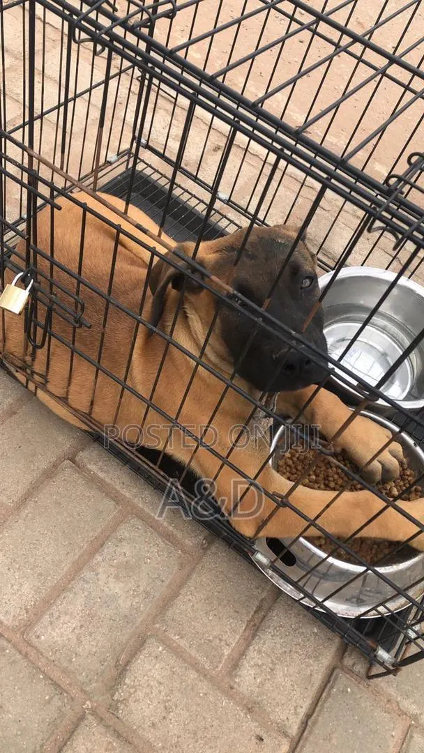 1-3 months Male Purebred Maltese · Photo 1