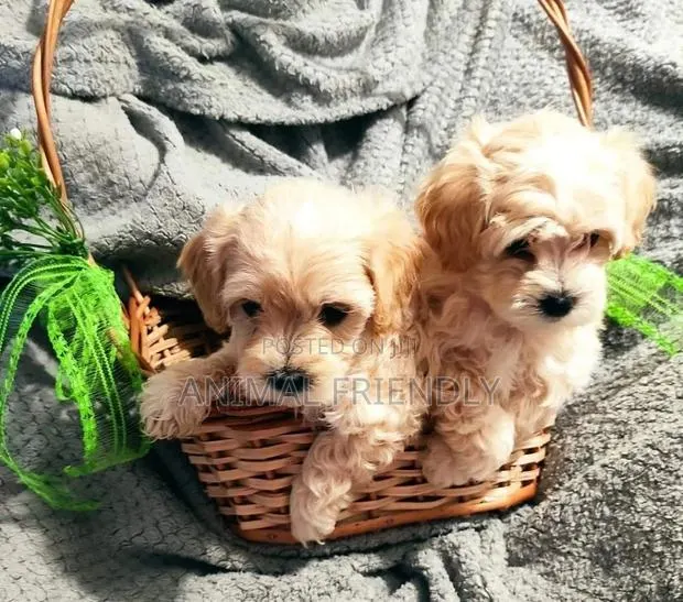 1-3 months Female Purebred Poodle · Photo 1