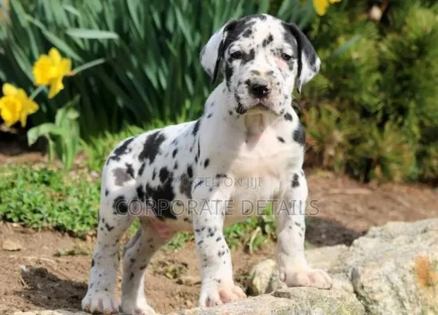 1-3 months Male Purebred Great Dane · Photo 1