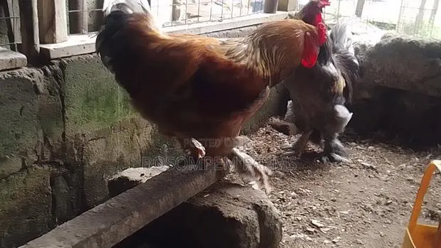Brahma Chicken (Pure Breed) · Photo 1