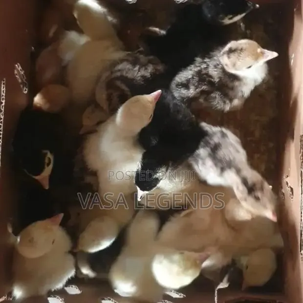 Day Old Turkey Poults · Photo 1